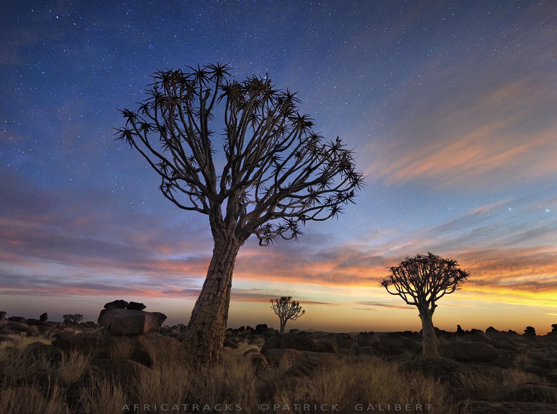Quiver tree forest at night, Namibia