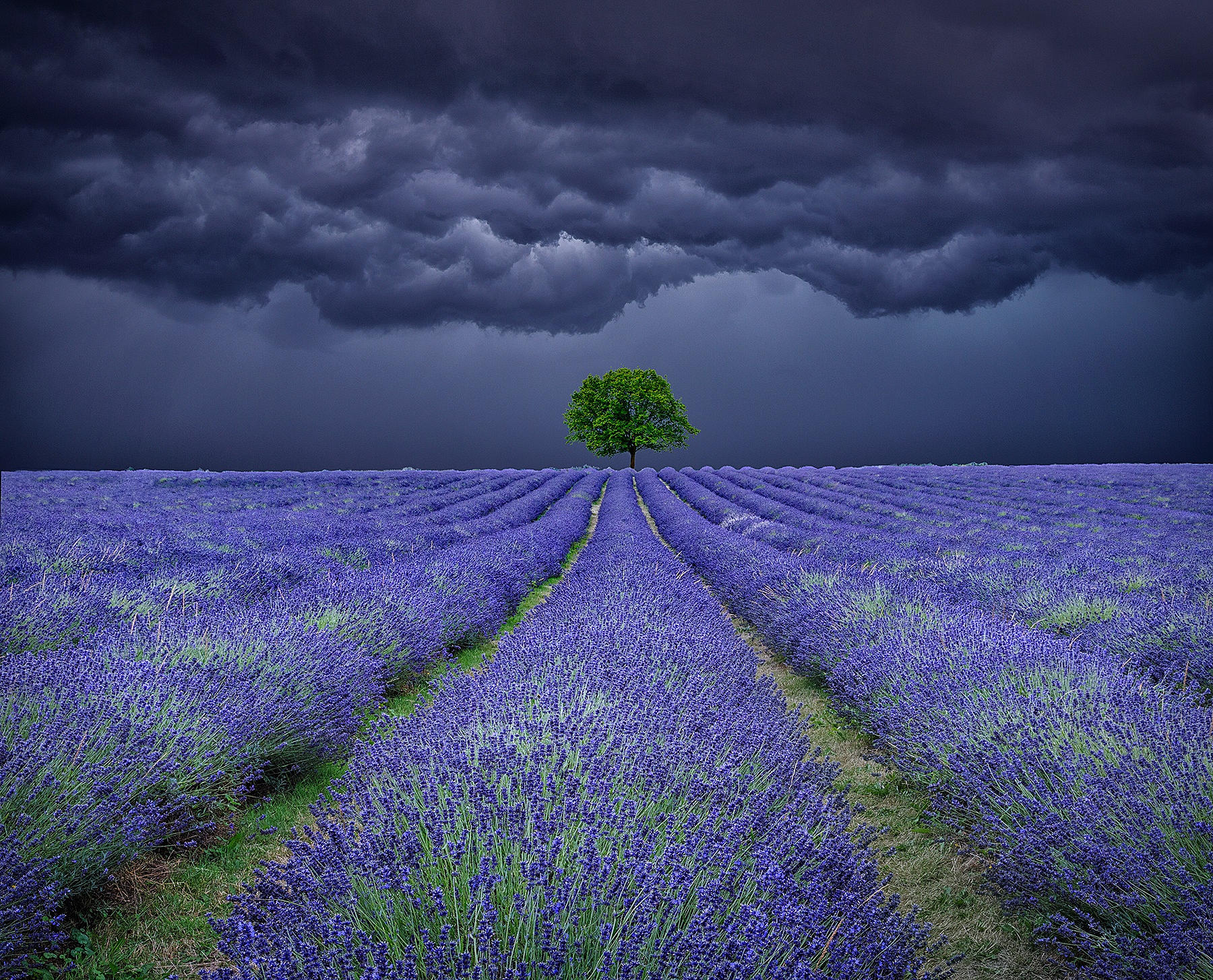 Lavender Field Storms