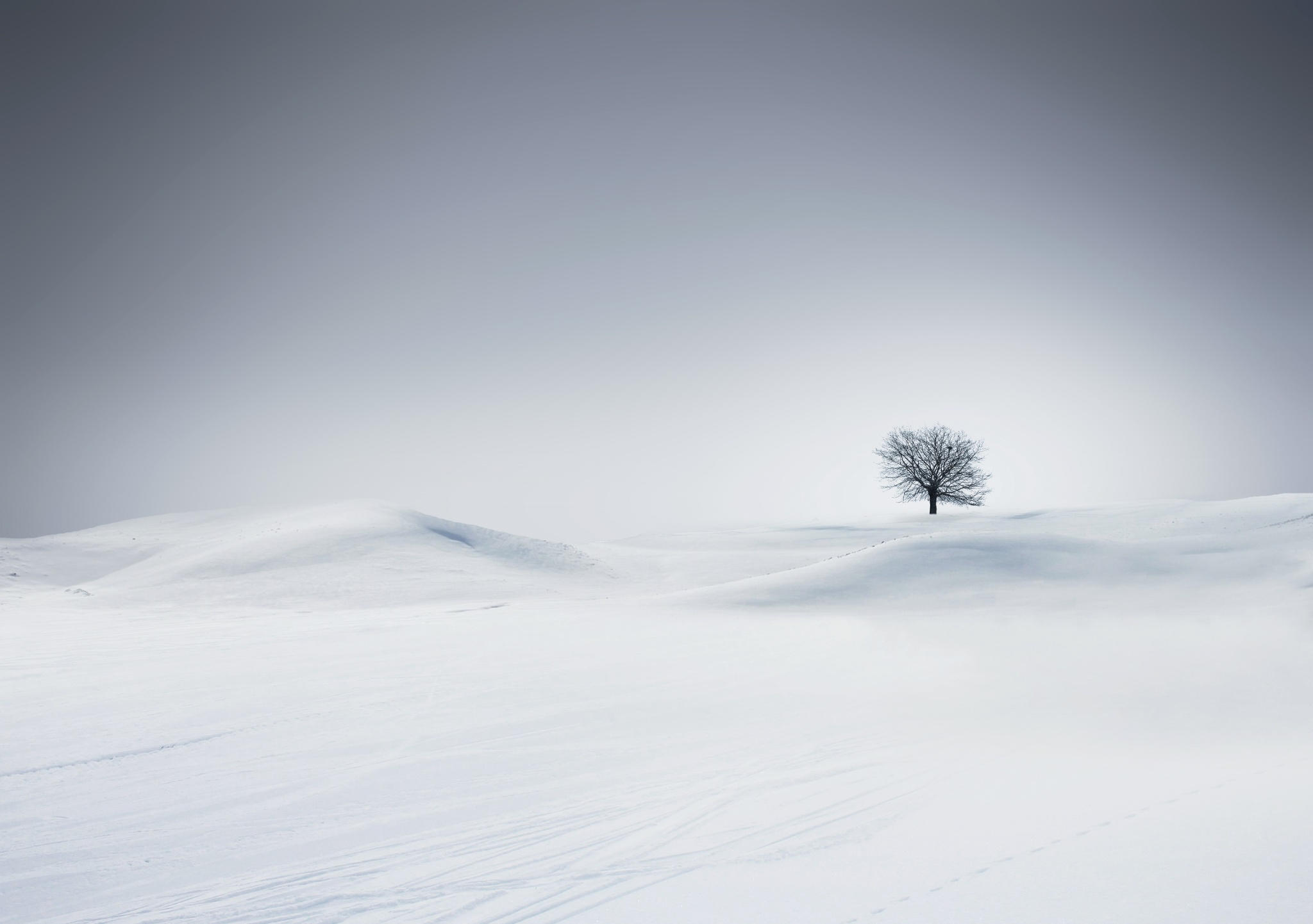 Lone tree in a winter landscape