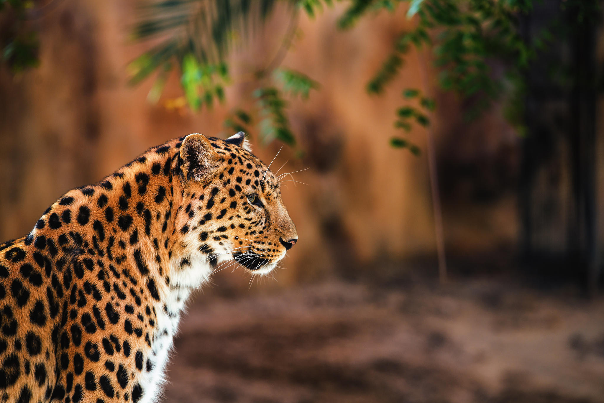 Leopard in the Light