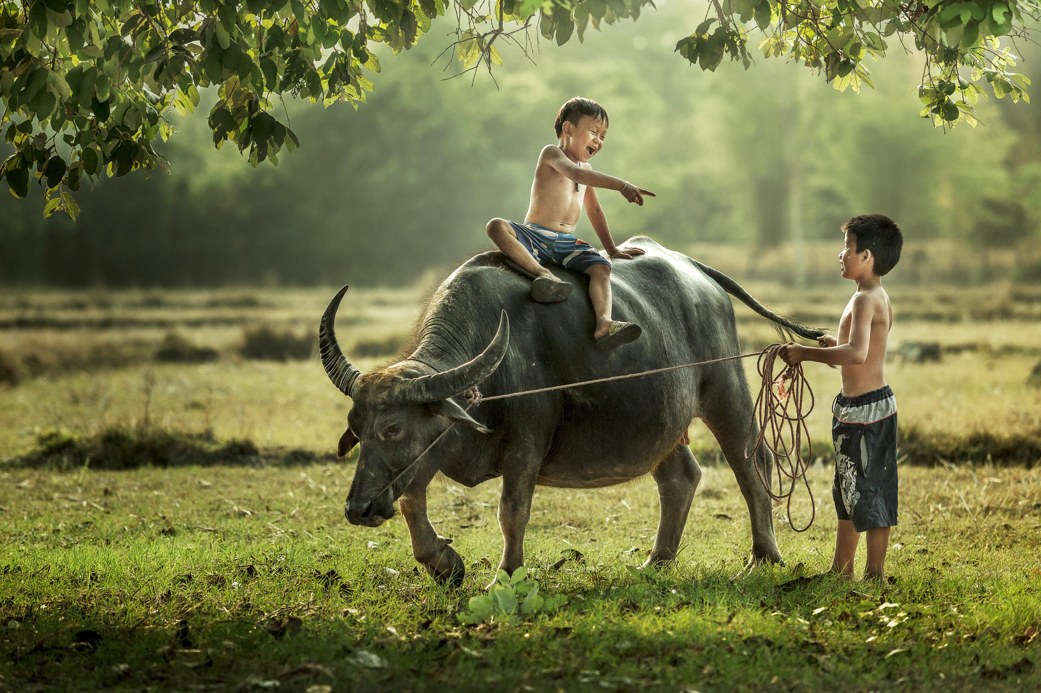 Thai boys riding buffalo.