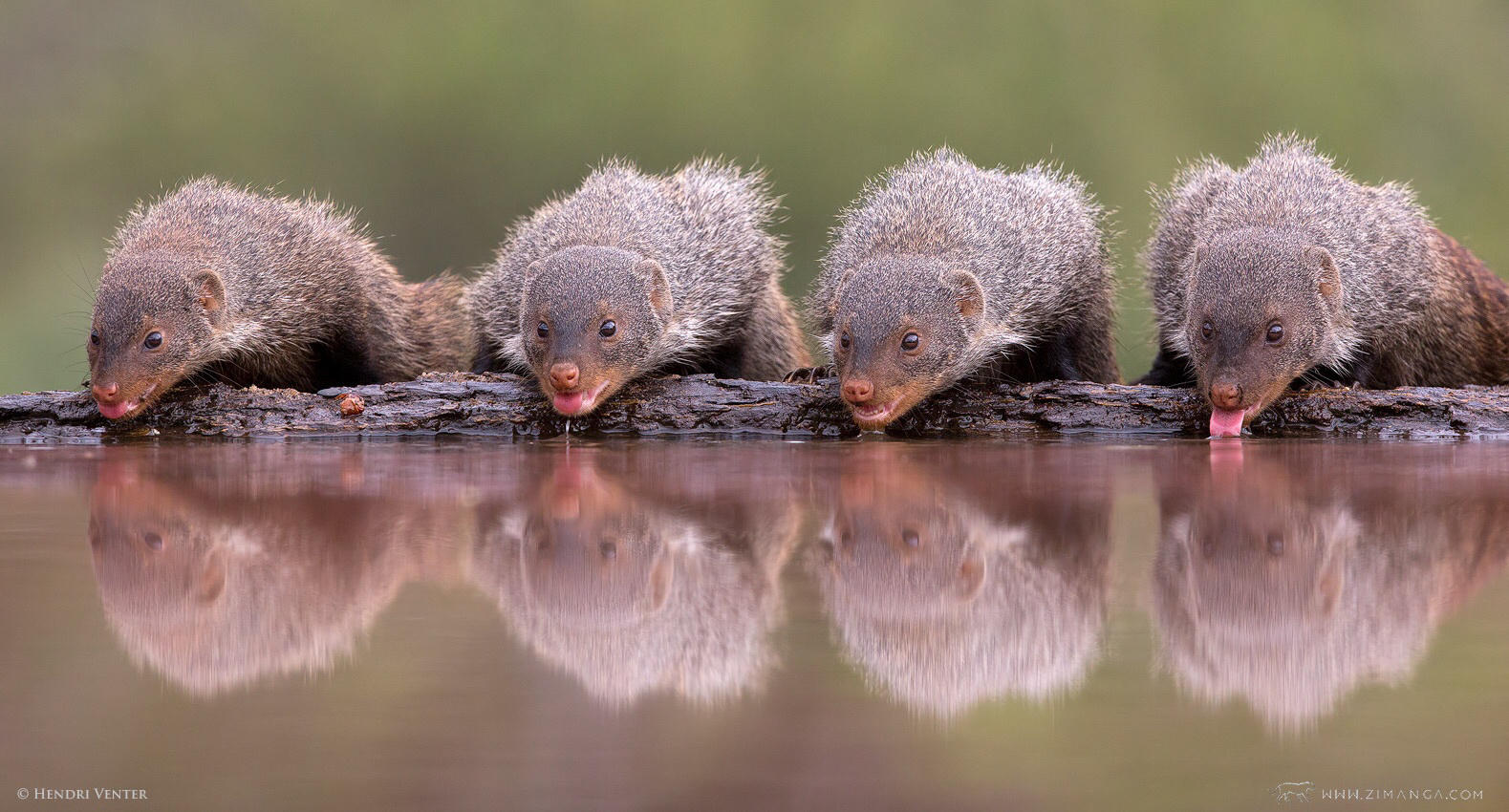 Mongoose reflections