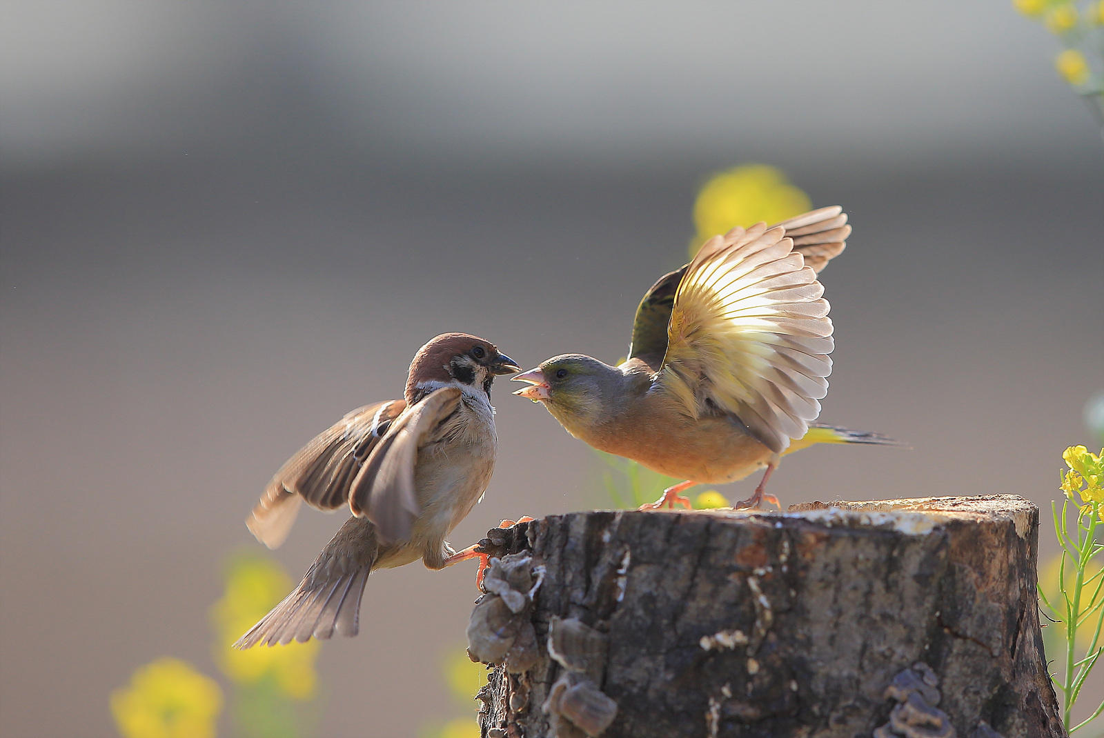 Sparrow and Green linnet