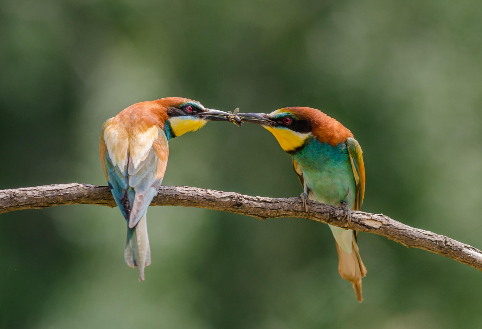 Bee-Eater Courtship Mode