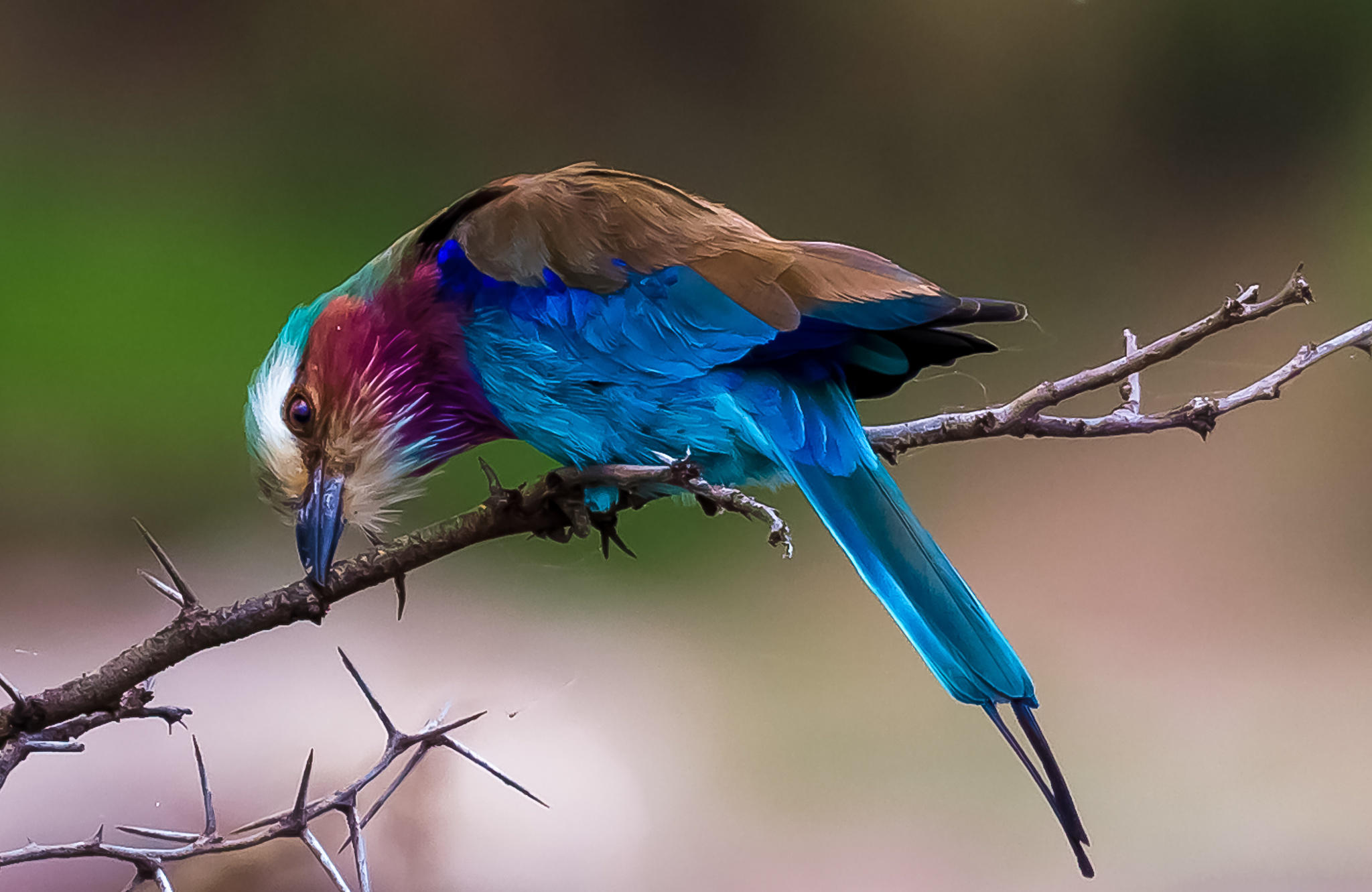 Lilac-breasted roller - cleaning beak