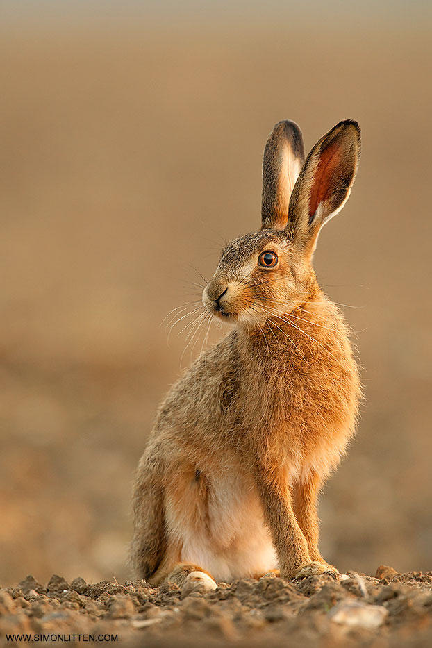 Brown Hare | Workshop Image