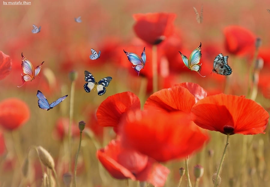 poppies and butterflies