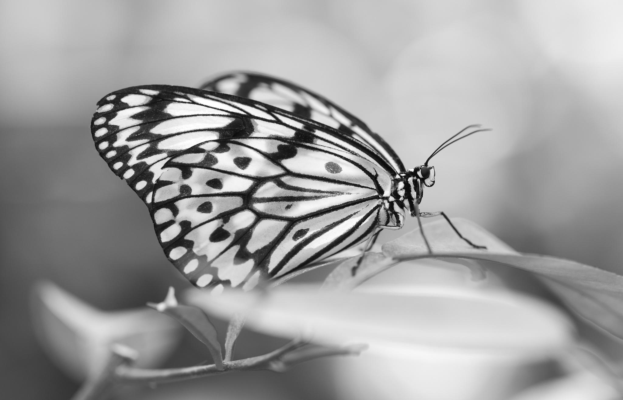 The Magic Of The Rice Paper Butterfly (B&W)
