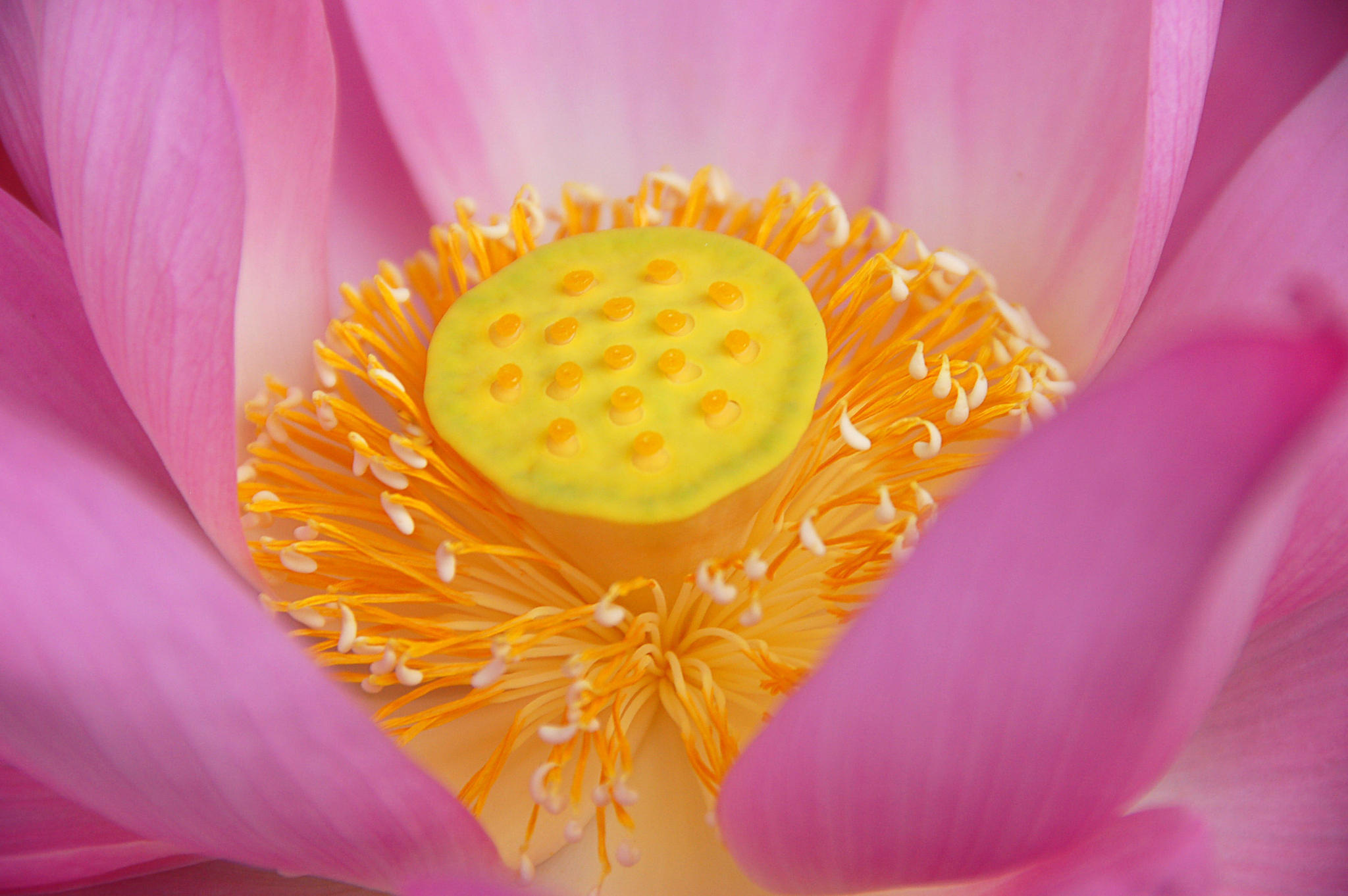 Lotus Inside