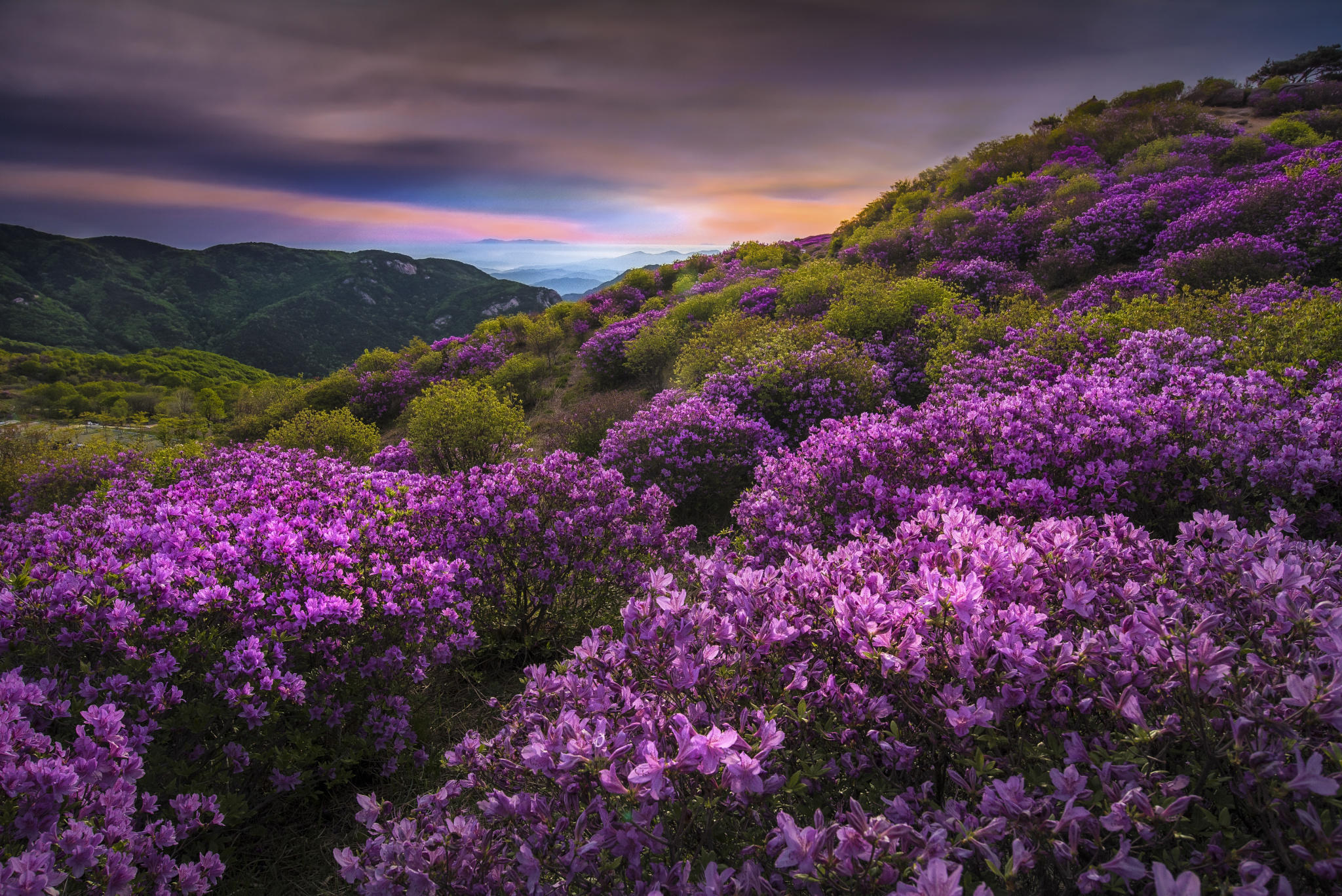 Mountain flowers in Hapcheon