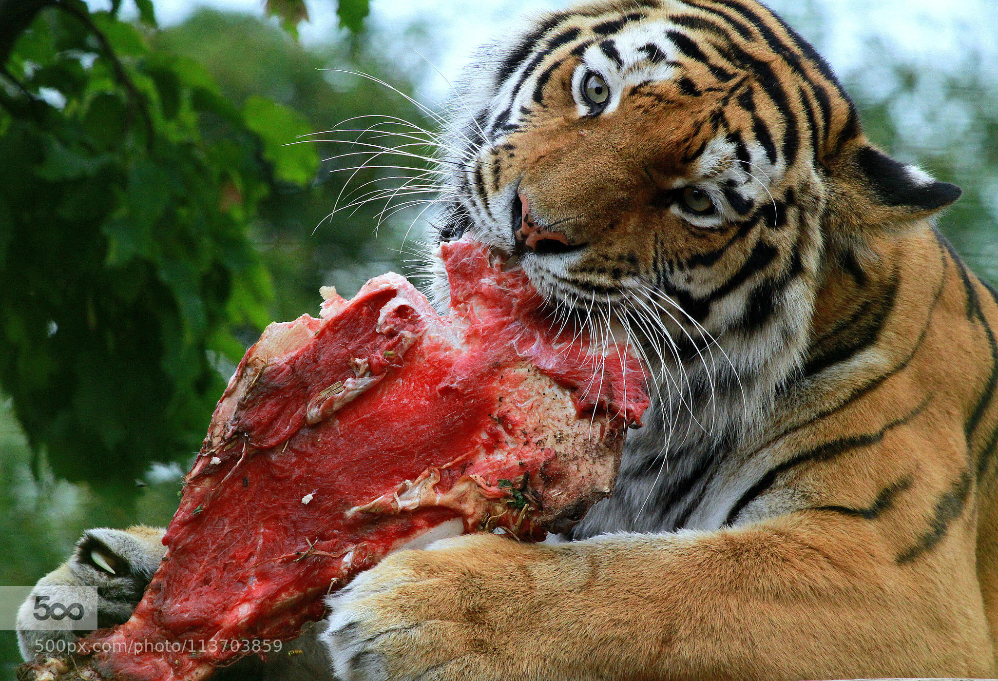 Large piece of meat for a hungry tigress...