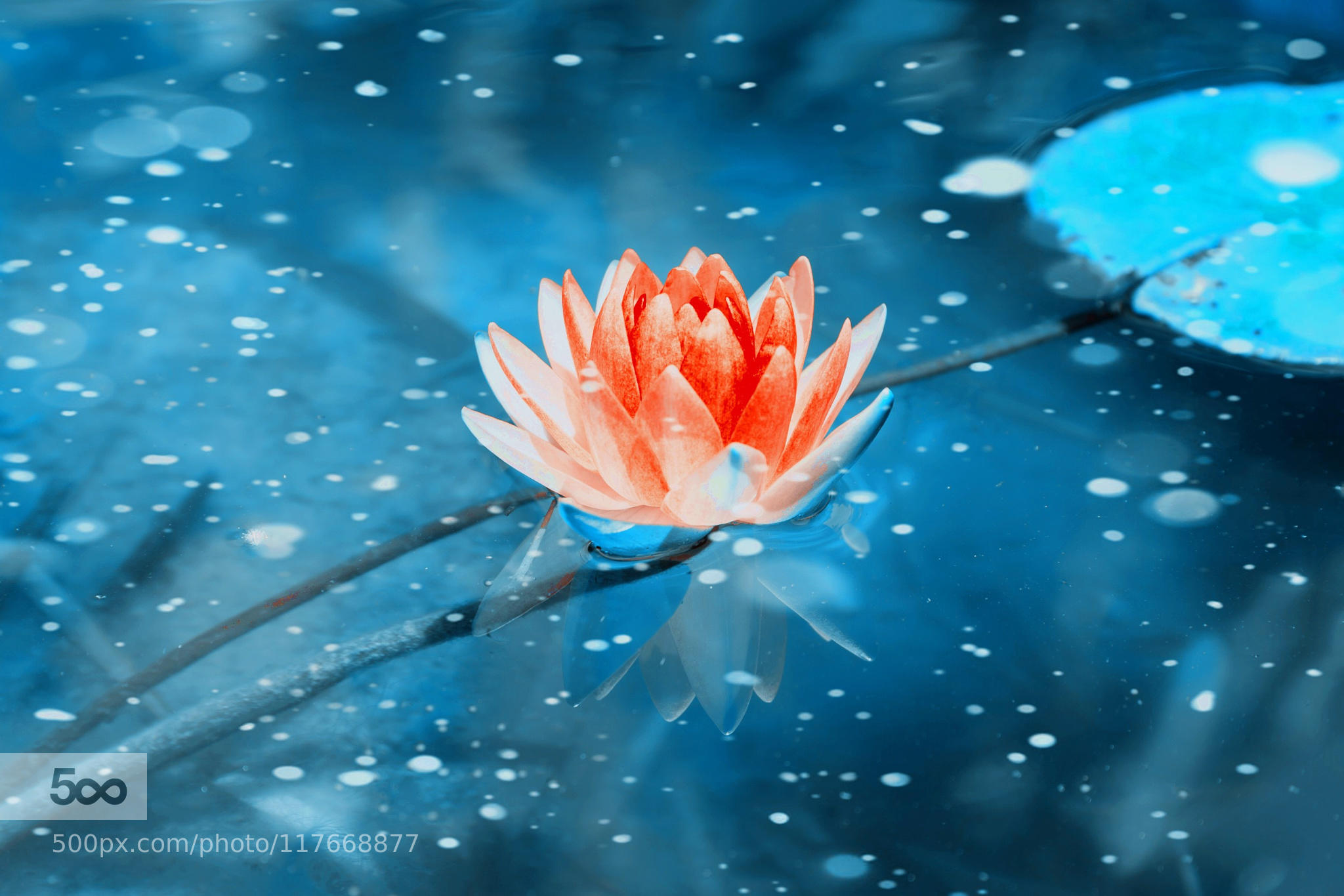 Frozen water lily