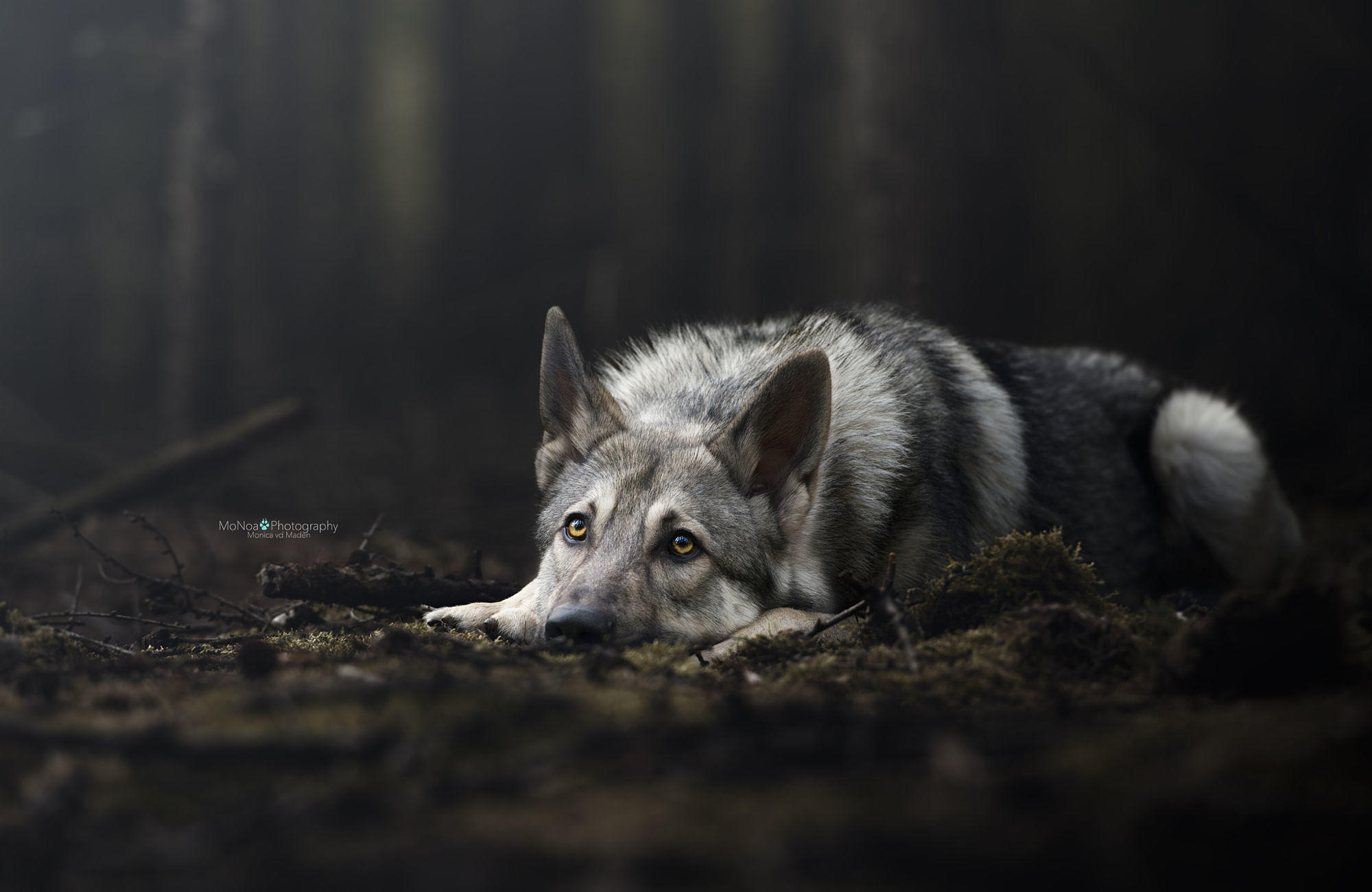 Wolfdog in a fairytale forest