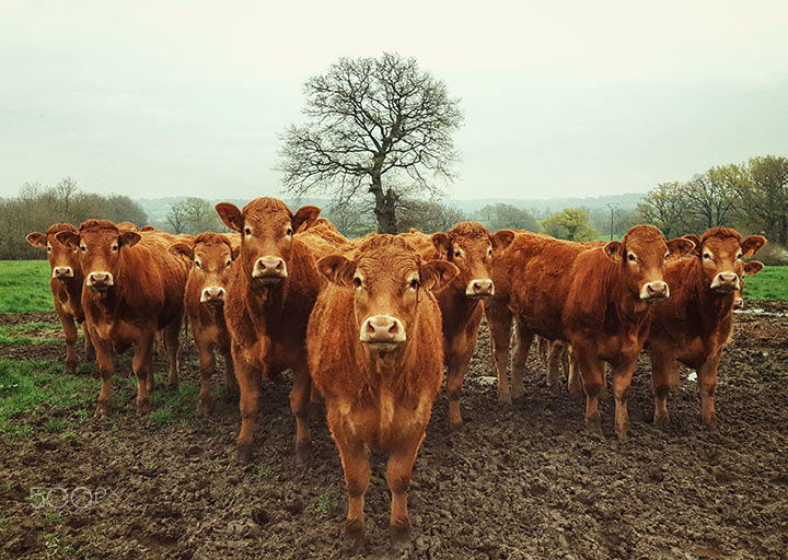 The Red Cows of France