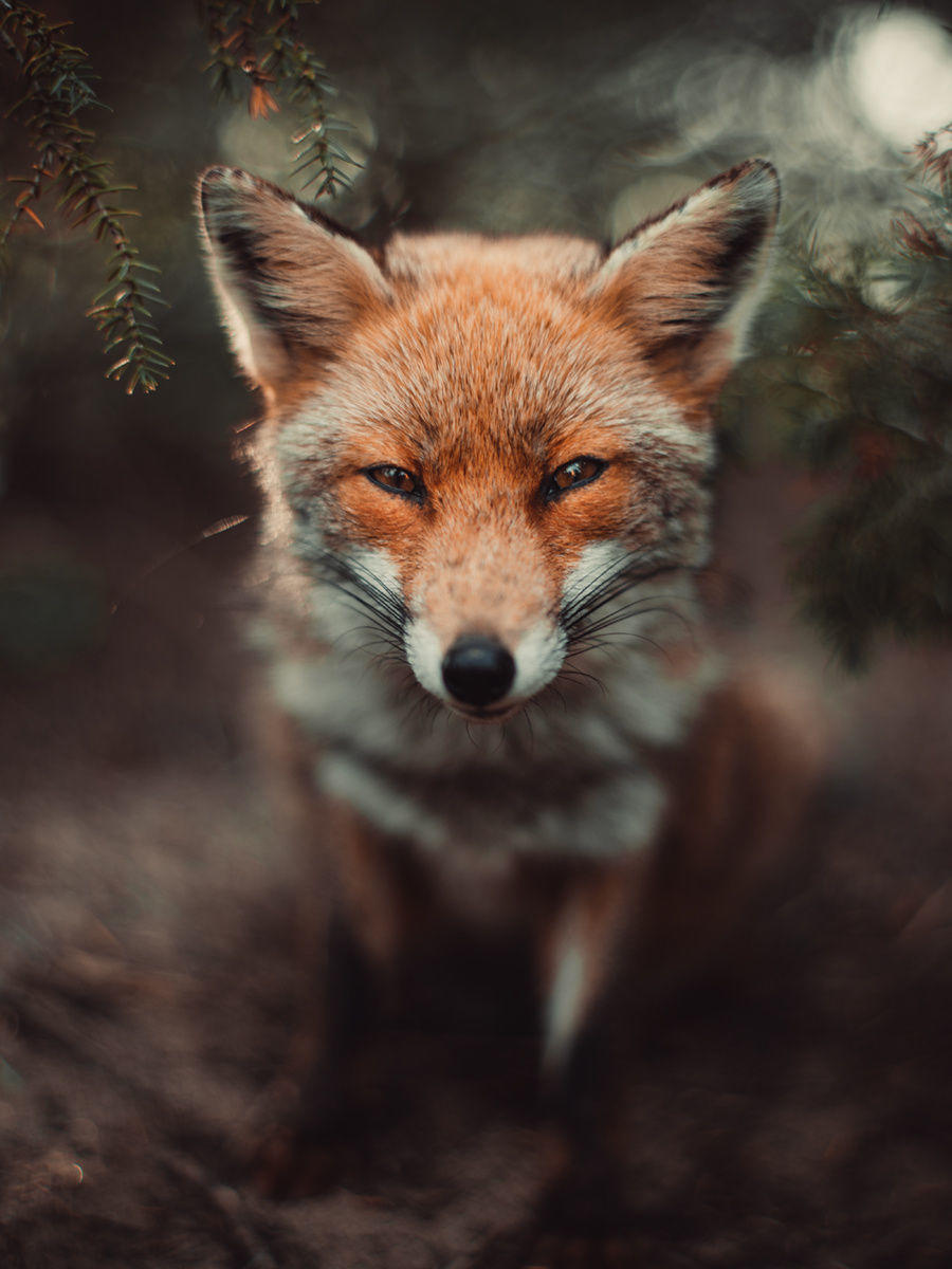Bokeh Fox