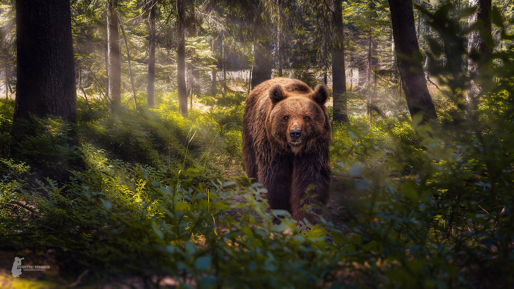 Bear in Bavarian wood