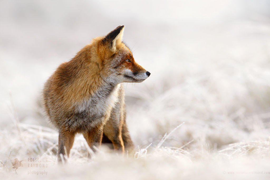 Red Fox, White World