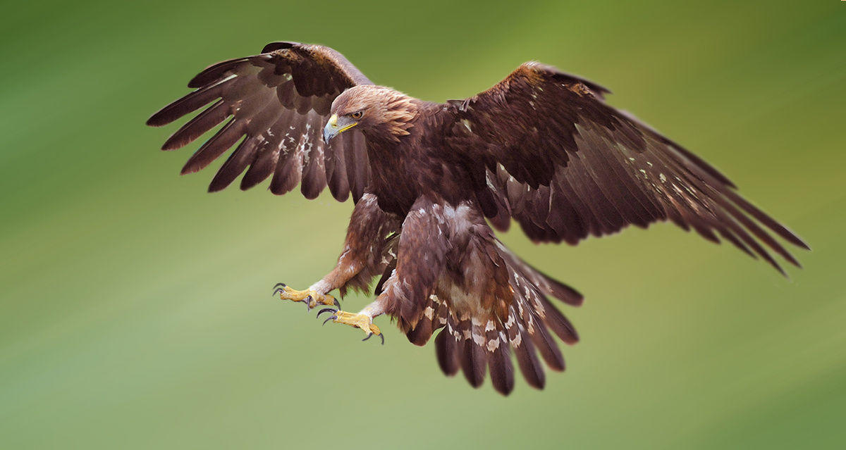Golden Eagle swooping on Prey