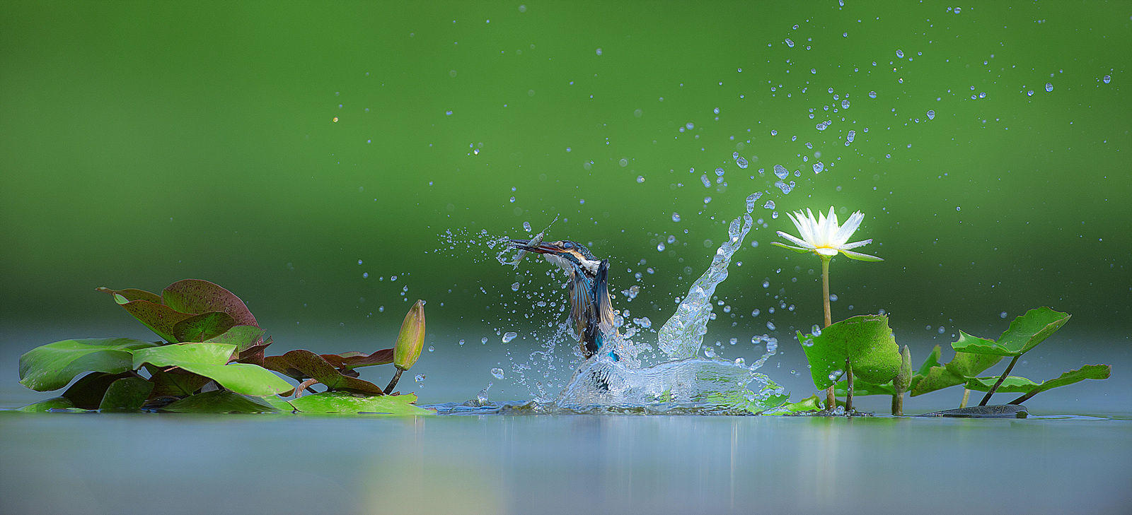 물총새 kingfisher