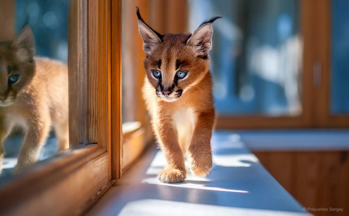 The baby caracal