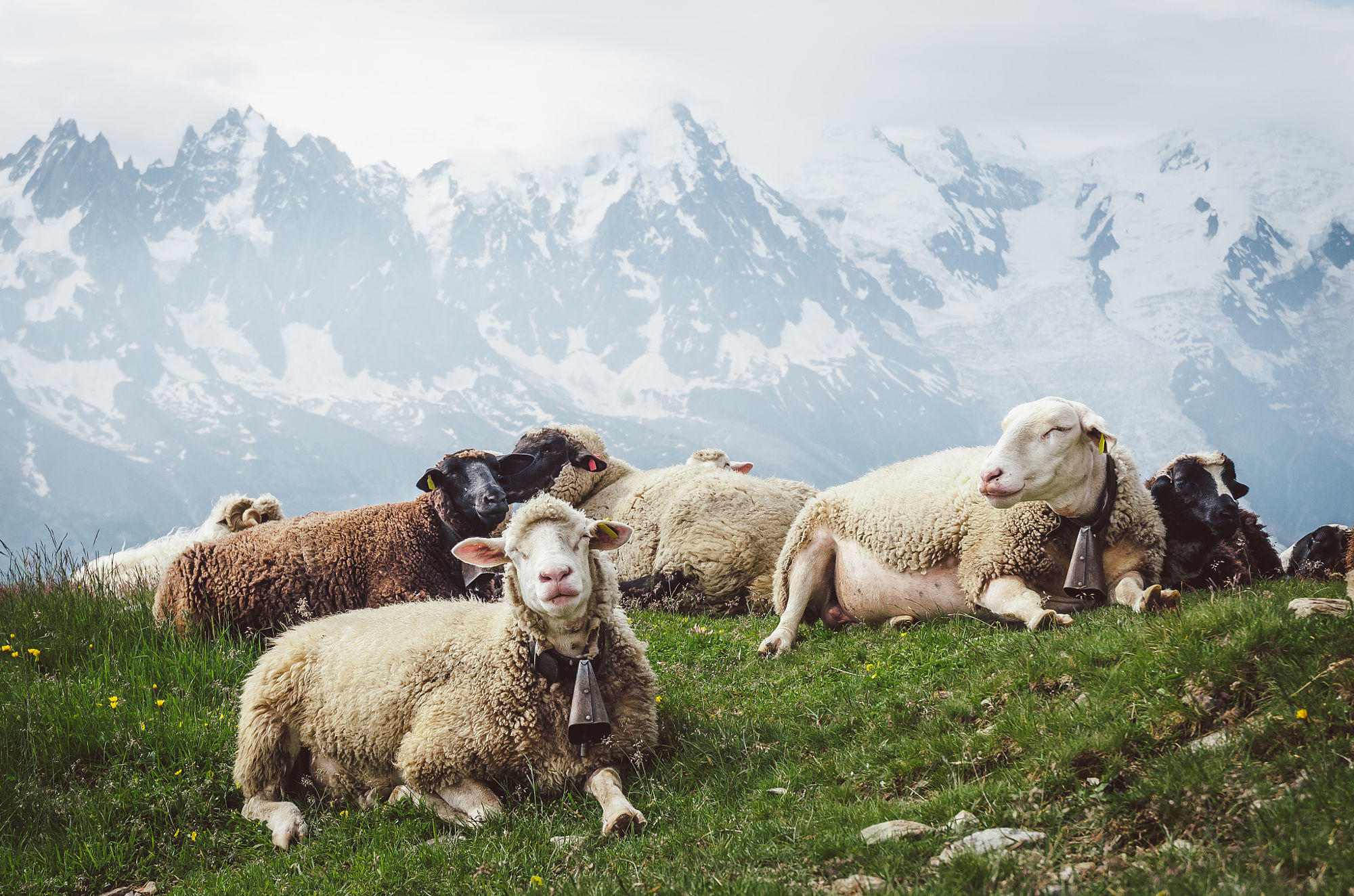 Sheep in the French Alps