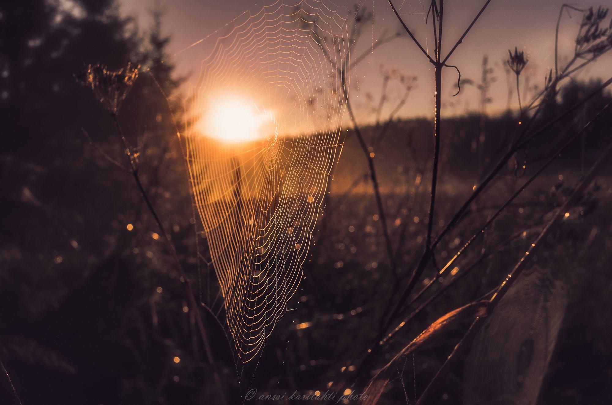 Web in Morning