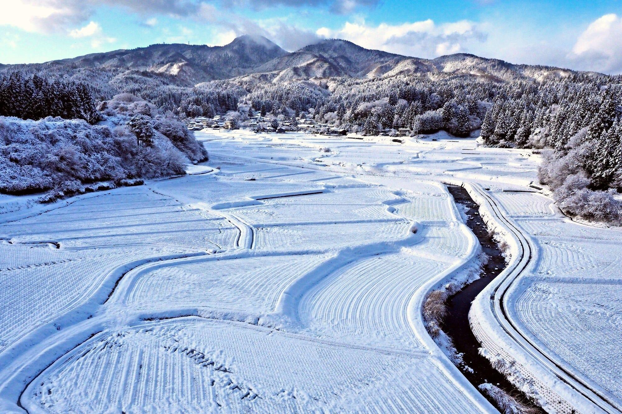 Snowy rice field