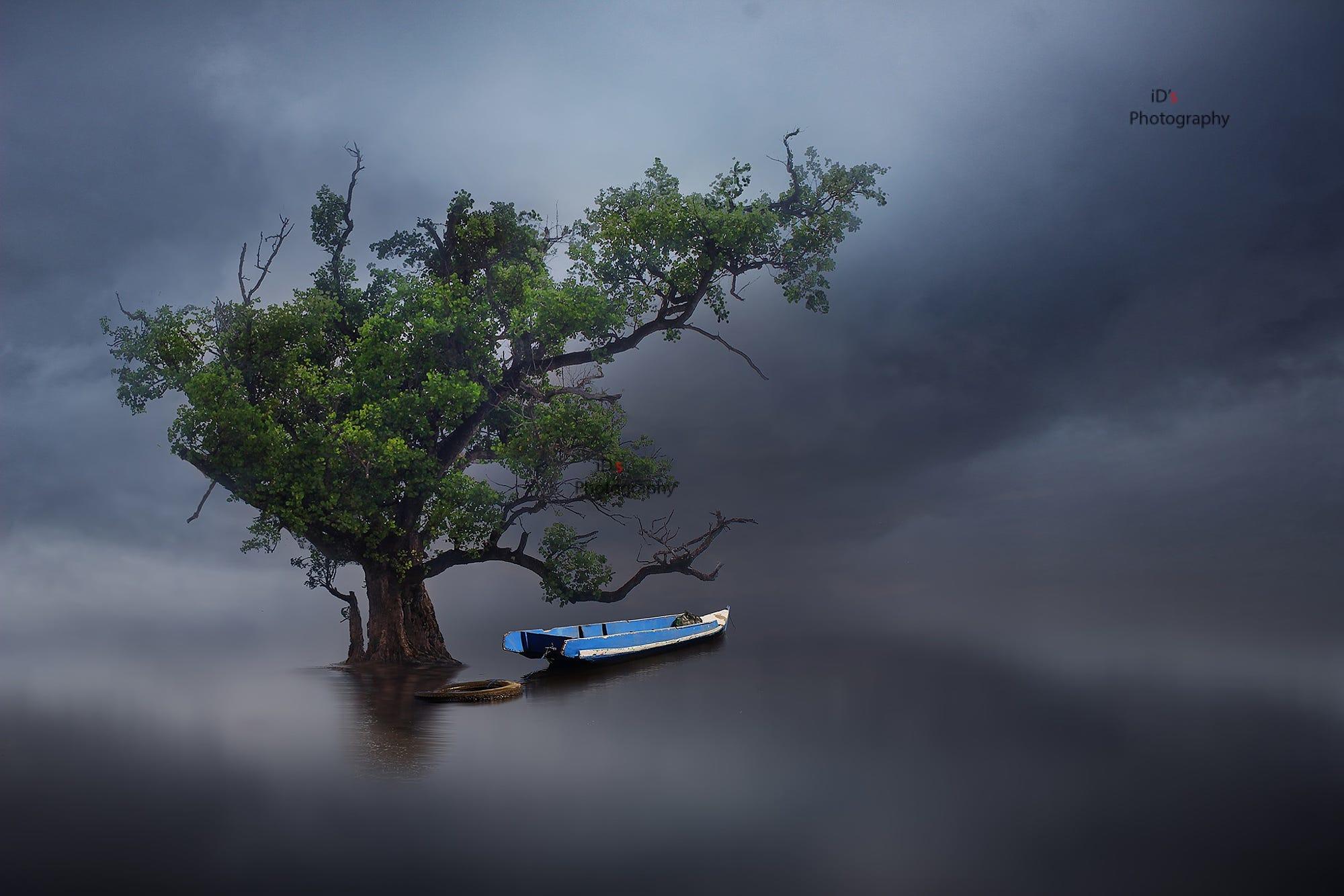 tree and boat
