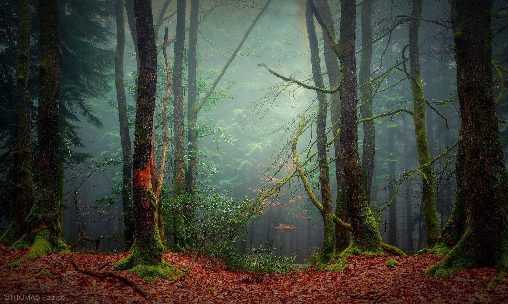 Moody forest!