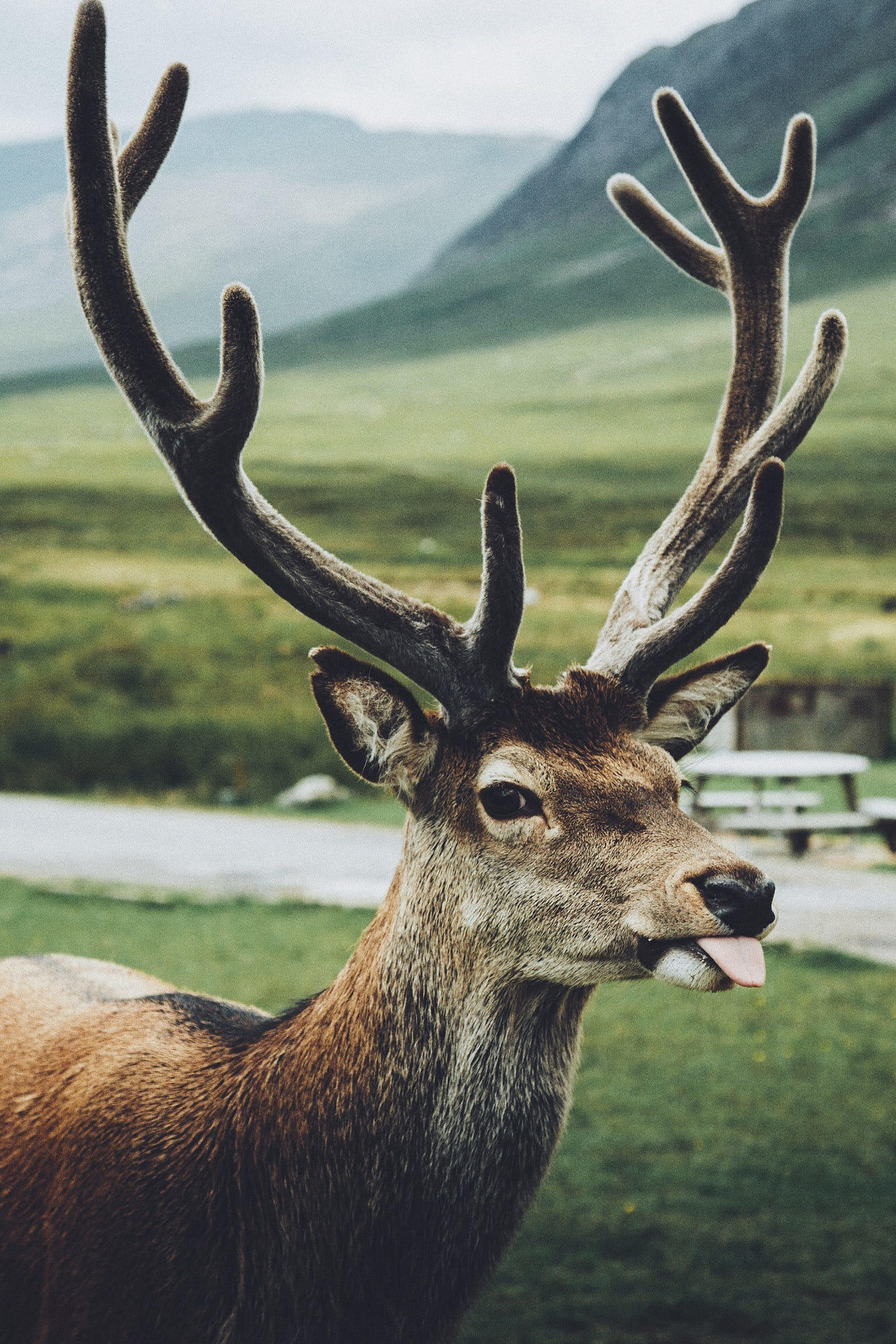 Cheeky little stag //