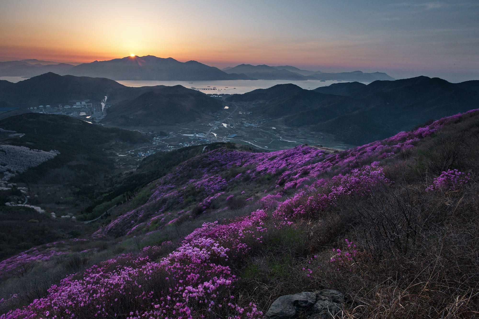 The sunrise of azalea hills.