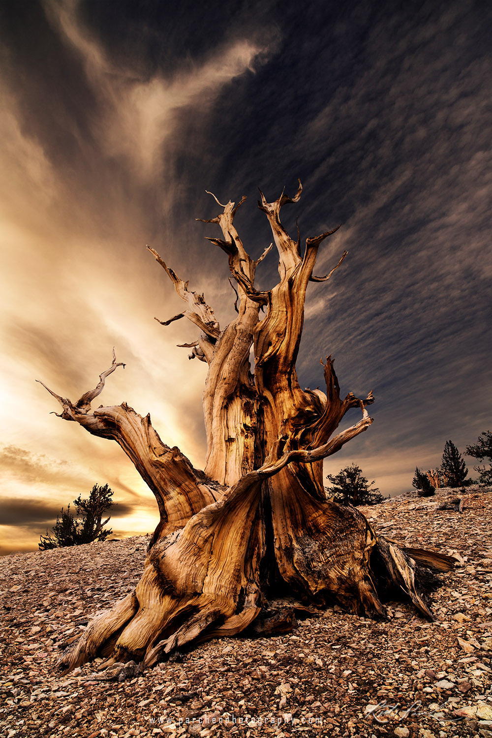 Sunrise over the Ancient Bristlecone Pine Forest