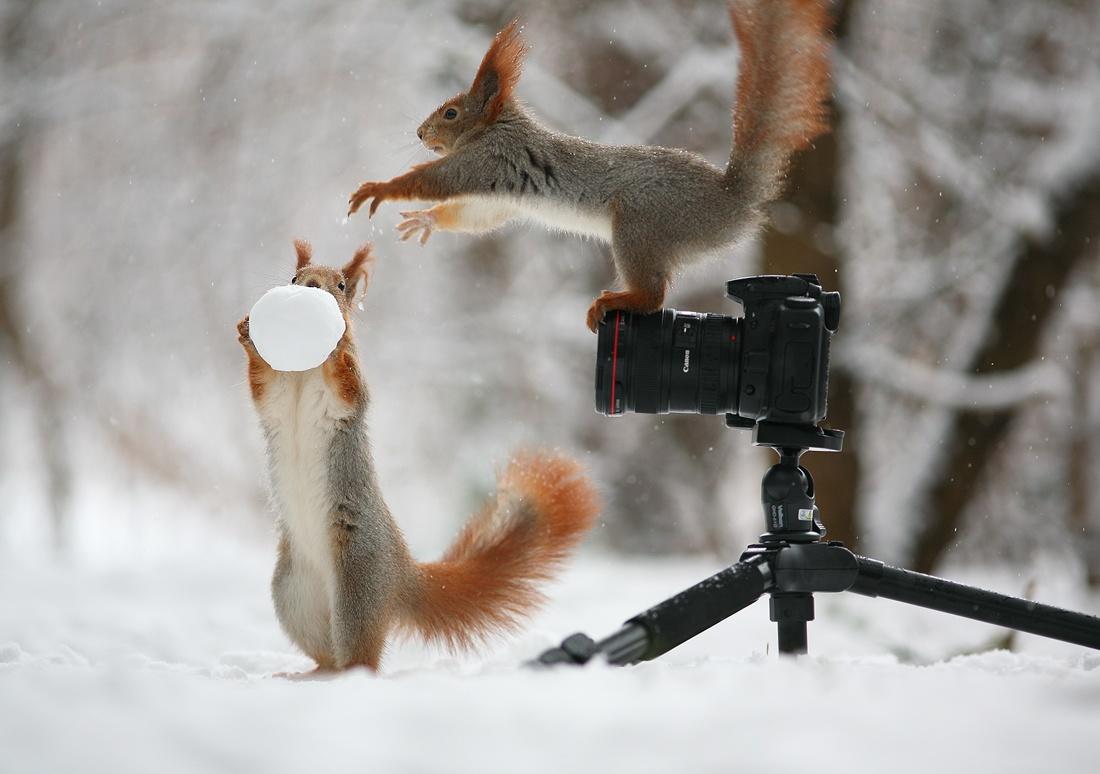 Give me a snowball!