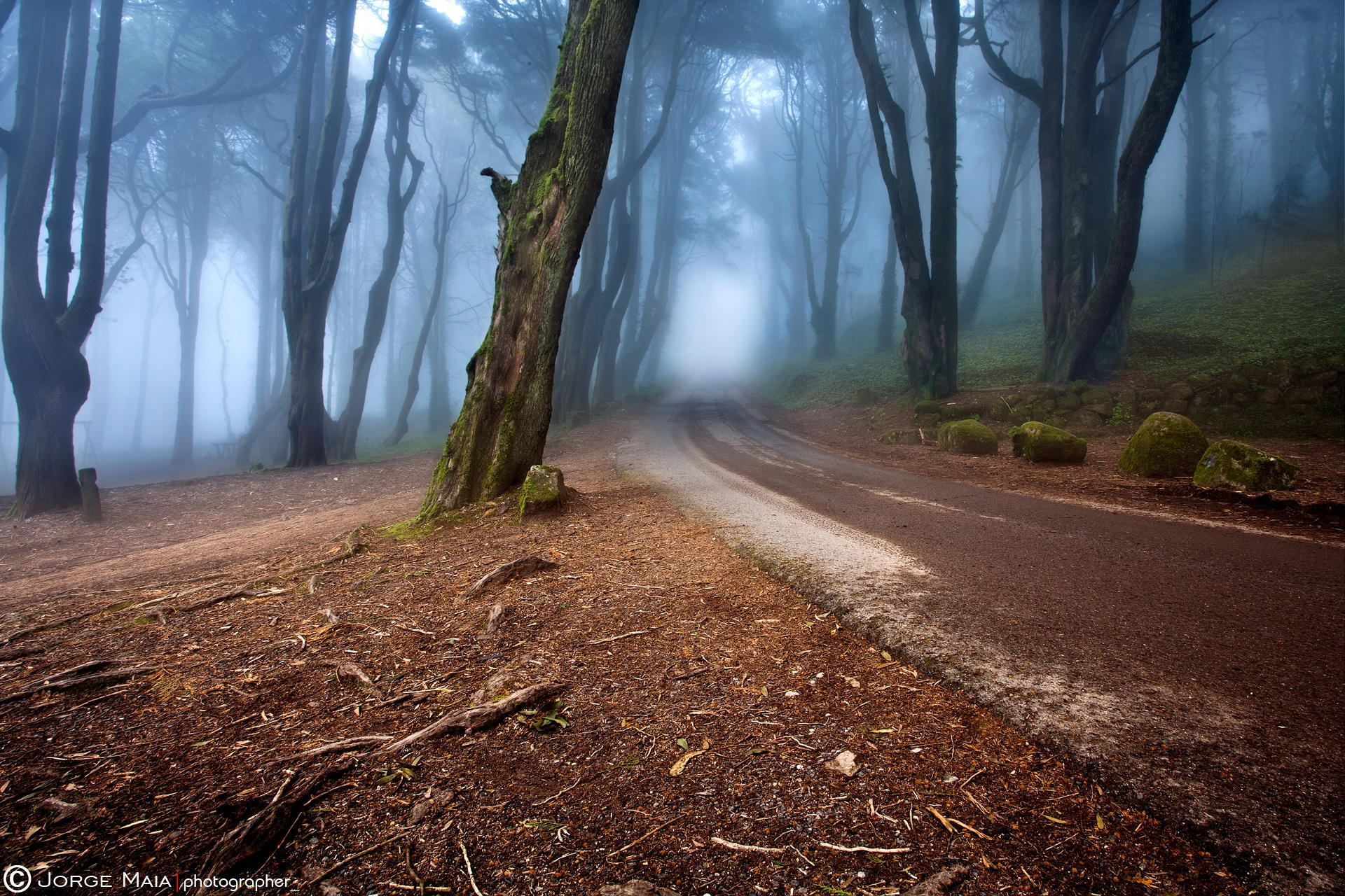 Загадочное рядом. Лесная дорога. Дорога в лесу. Страшная дорога в лесу. Мистический лес.
