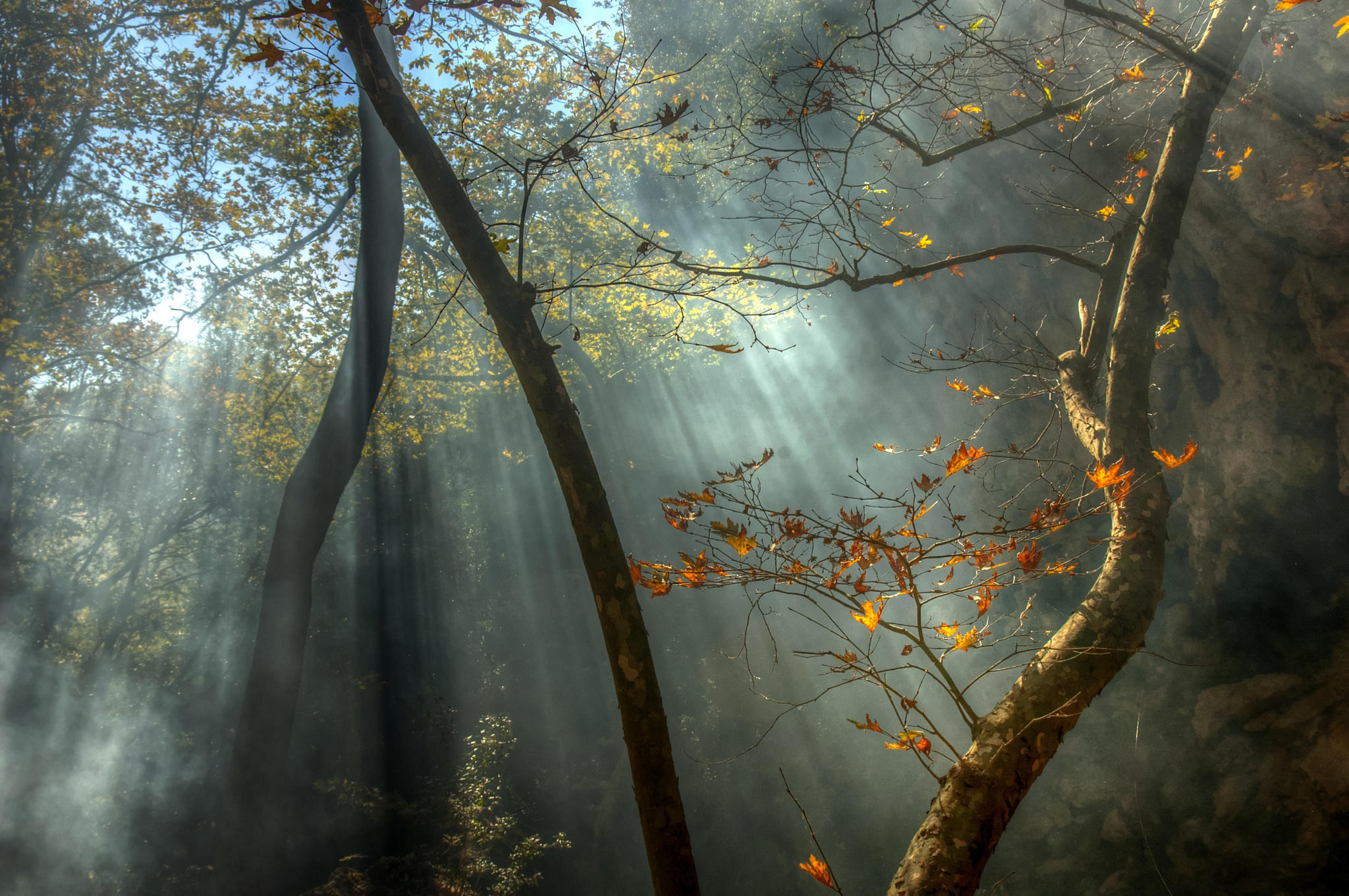 Forest mist