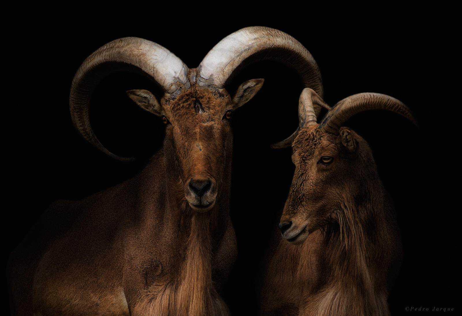Mr. & Mrs. Goat