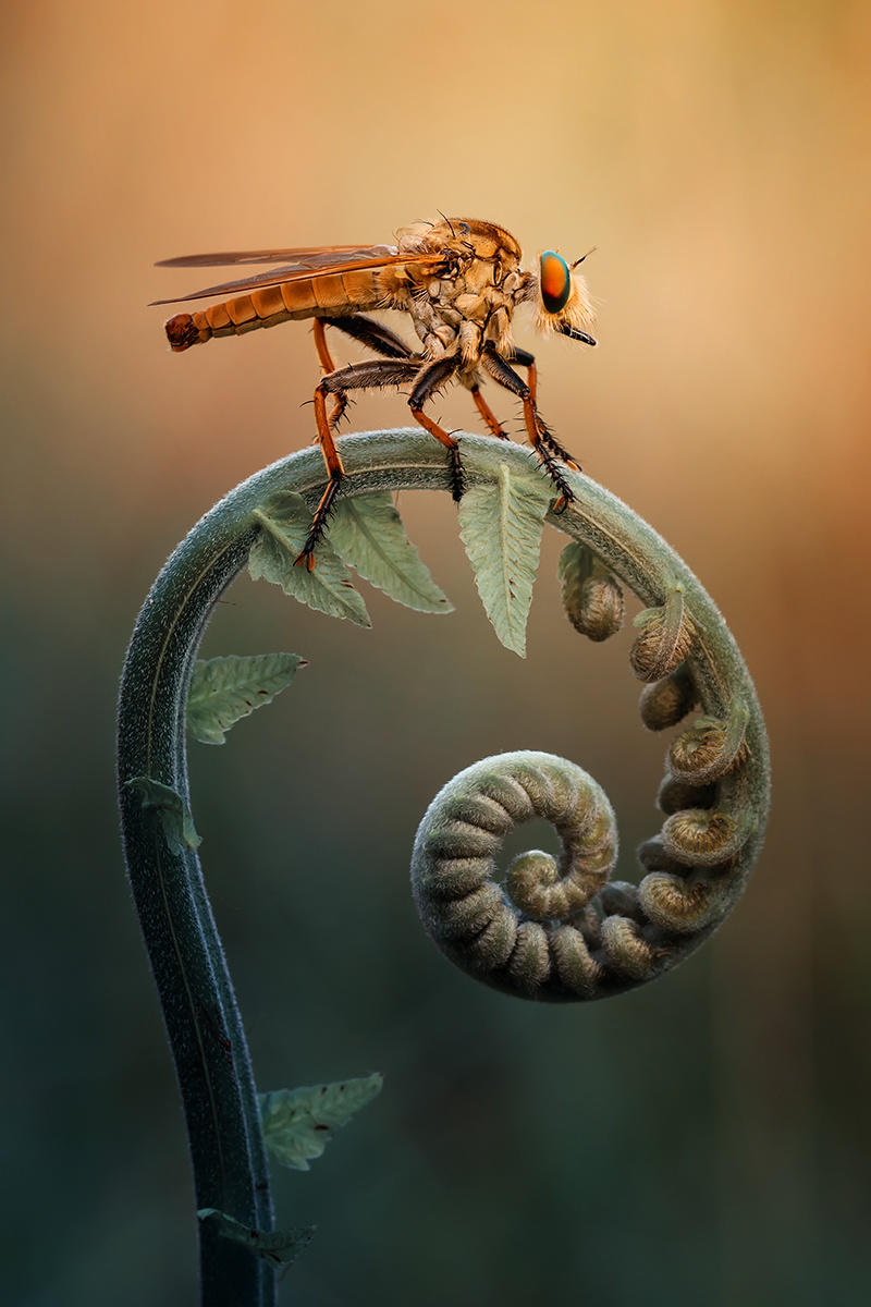 A Roberfly