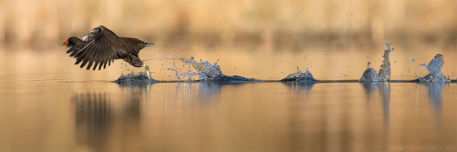 Common moorhen