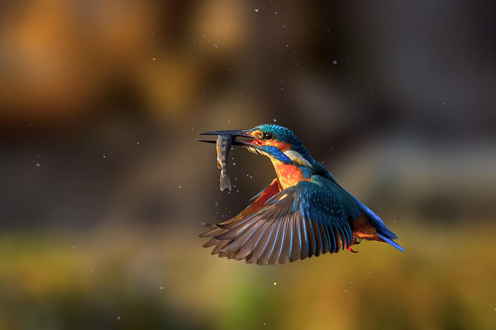 Kingfisher