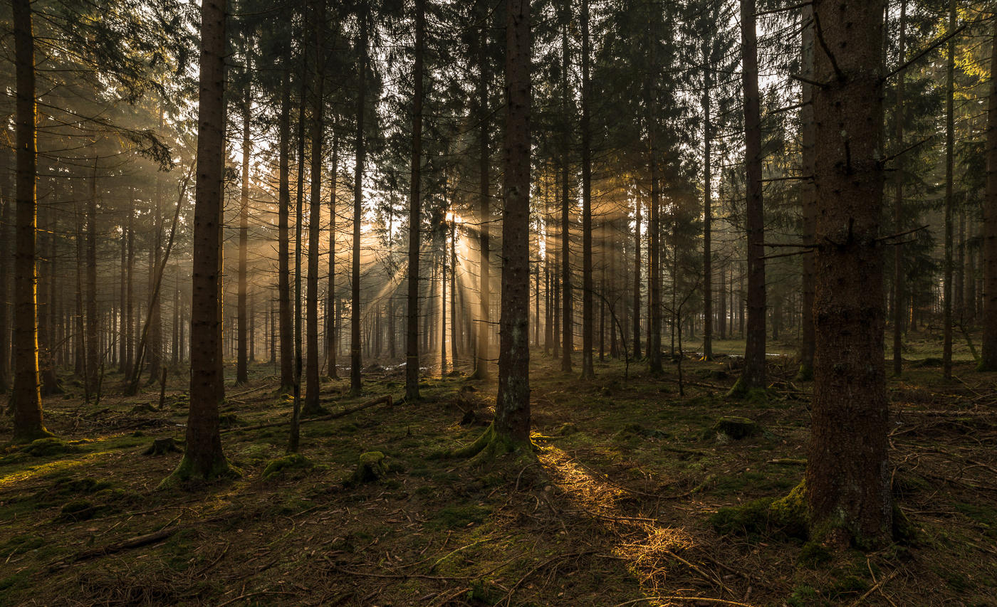 Sunrays In The Forest