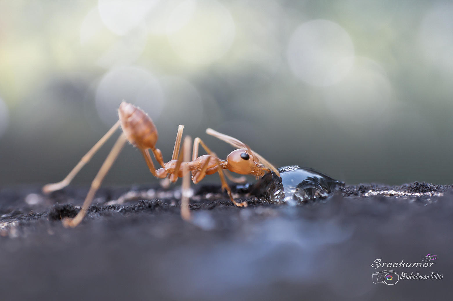Thirsty ant
