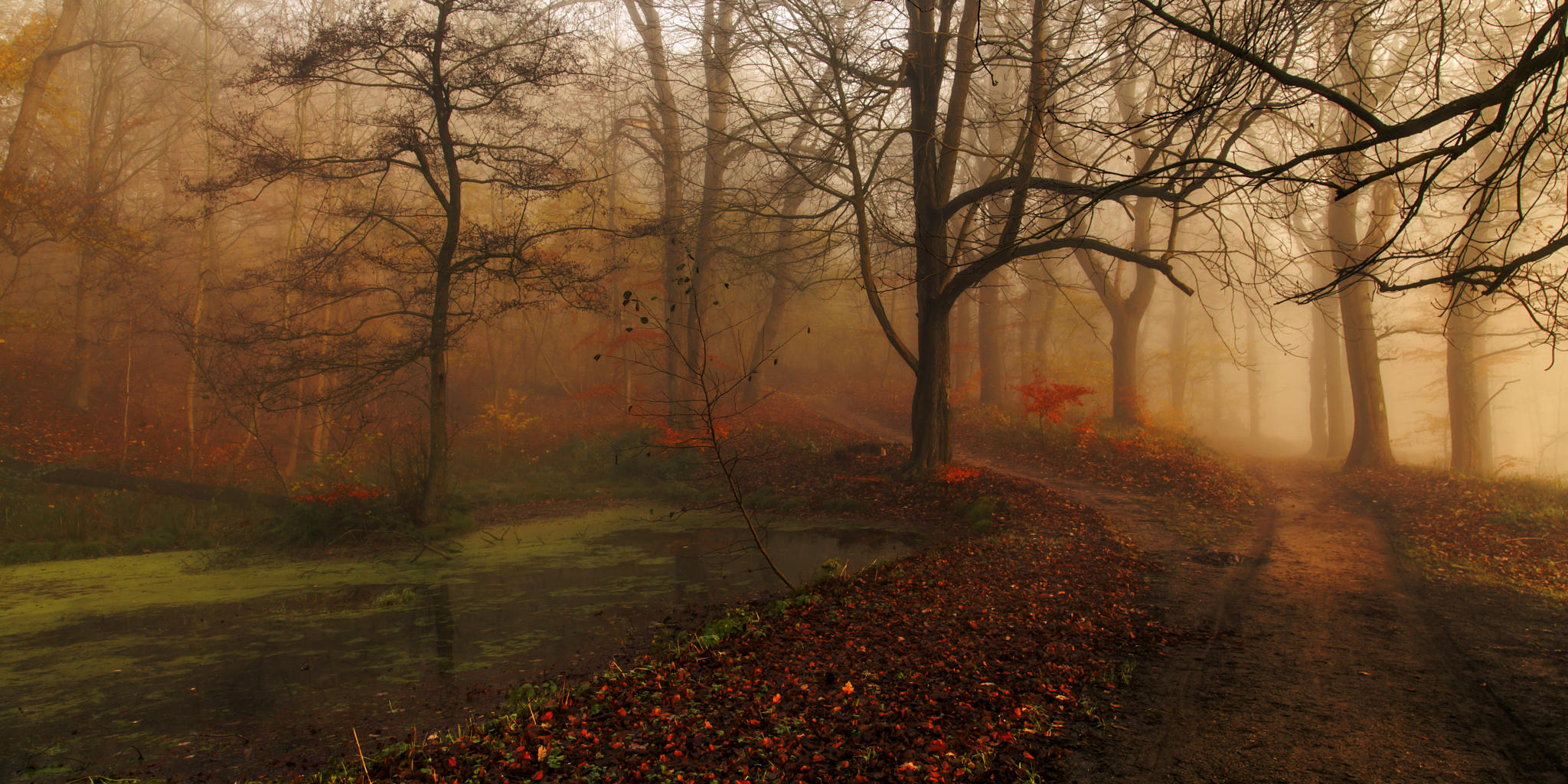 The forest lake path....