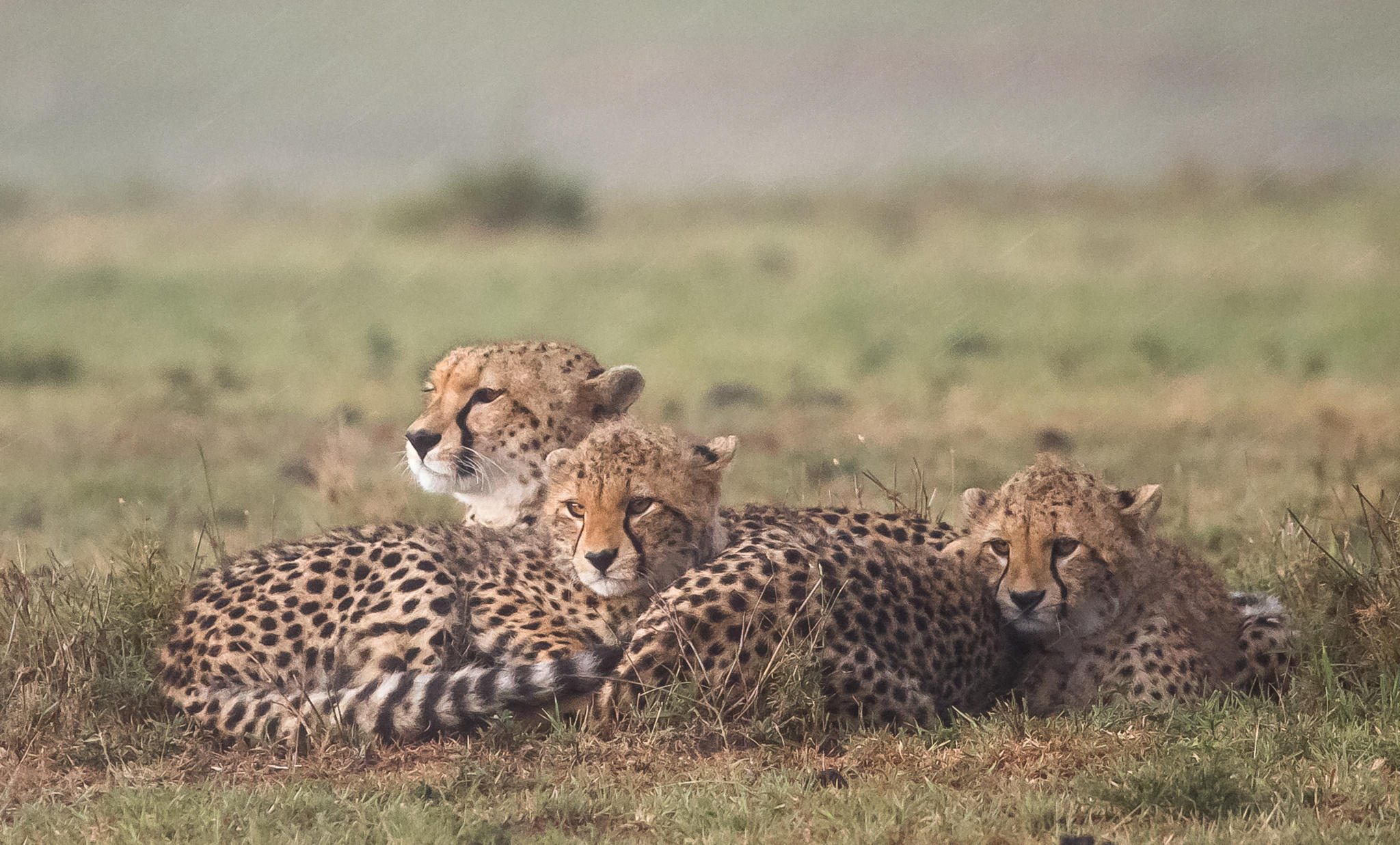 cheetah family in the rain