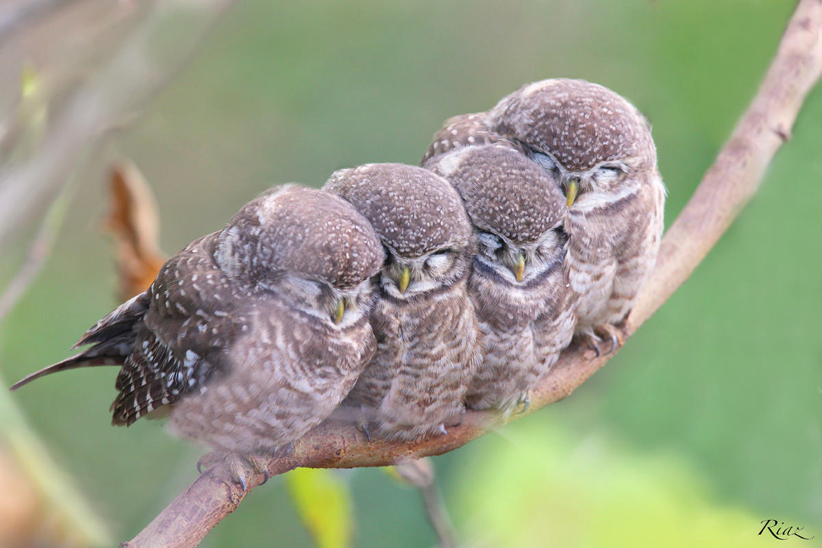 Spotted owlet