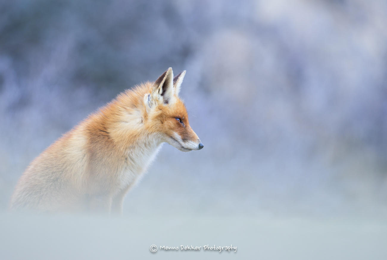 Fox out of the blue (Wild wonders of Holland)