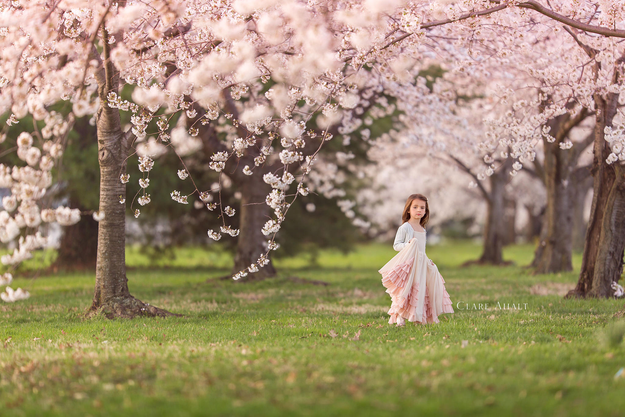 Cherry blossoms