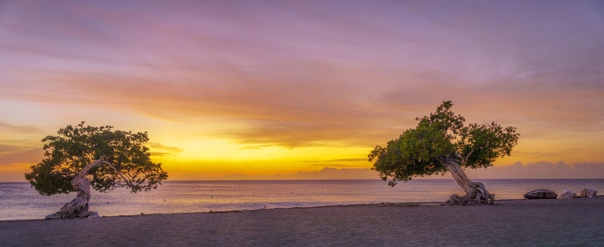 Divi Tree at Eagle Beach Aruba.