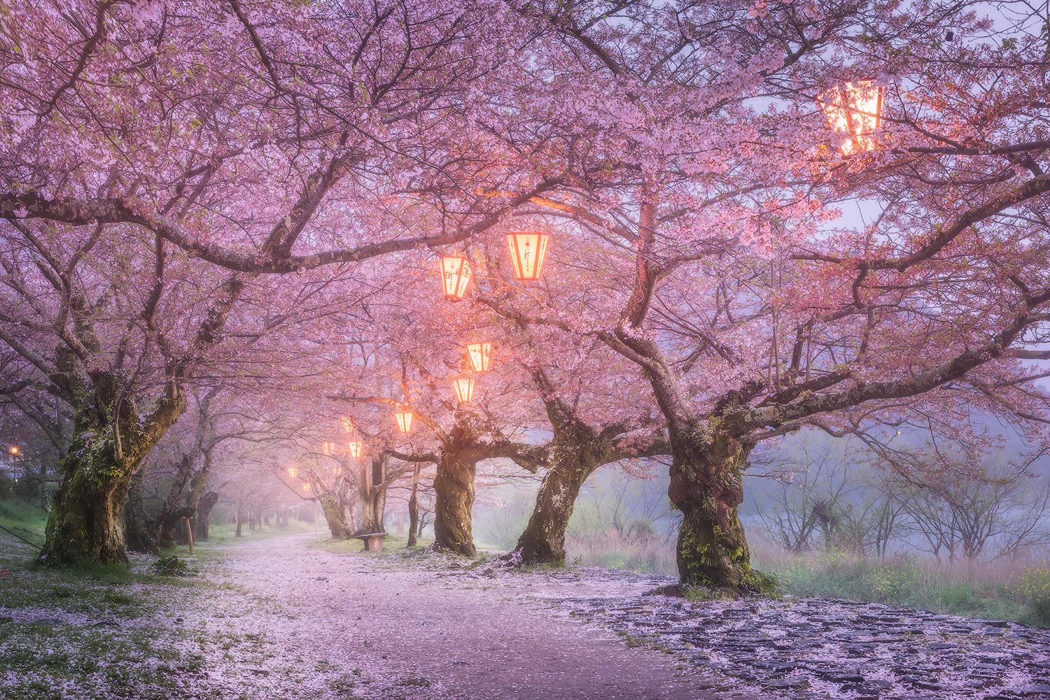 Sakura