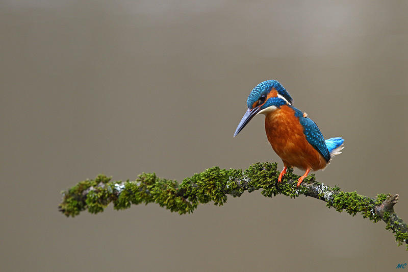 Beautiful kingfisher