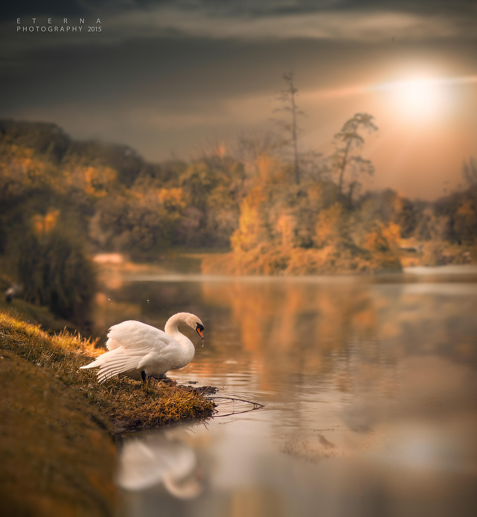 Swan in Enchanted Lake